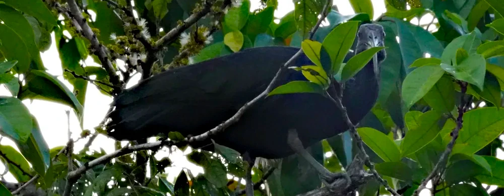 bare faced ibis bird on tree branch