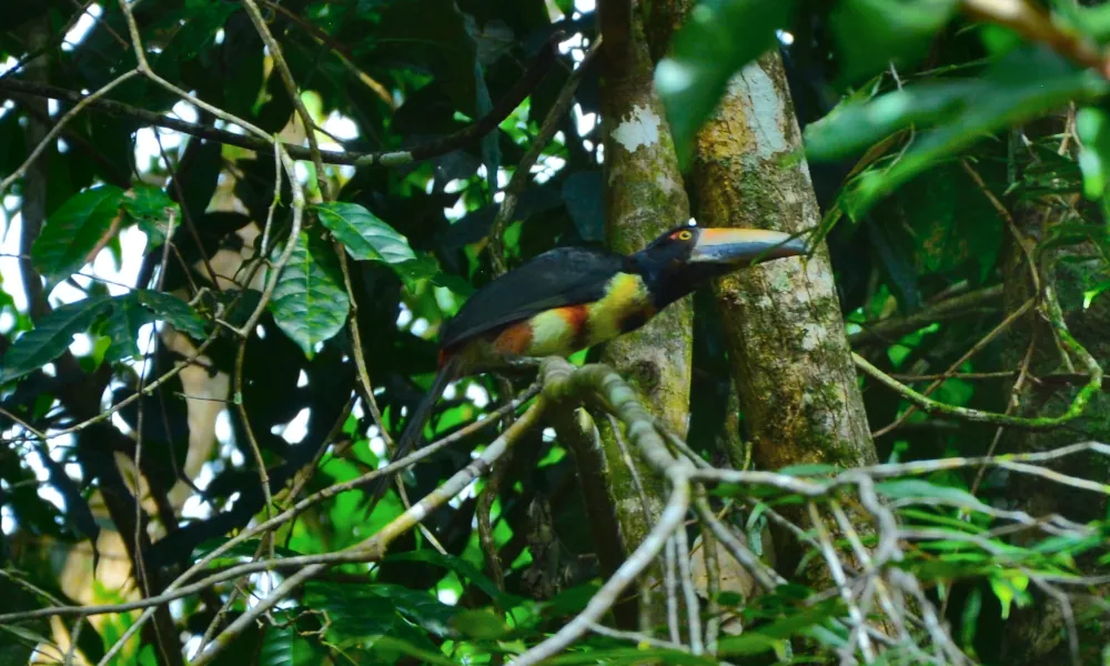 an aracari resting in a tree branch