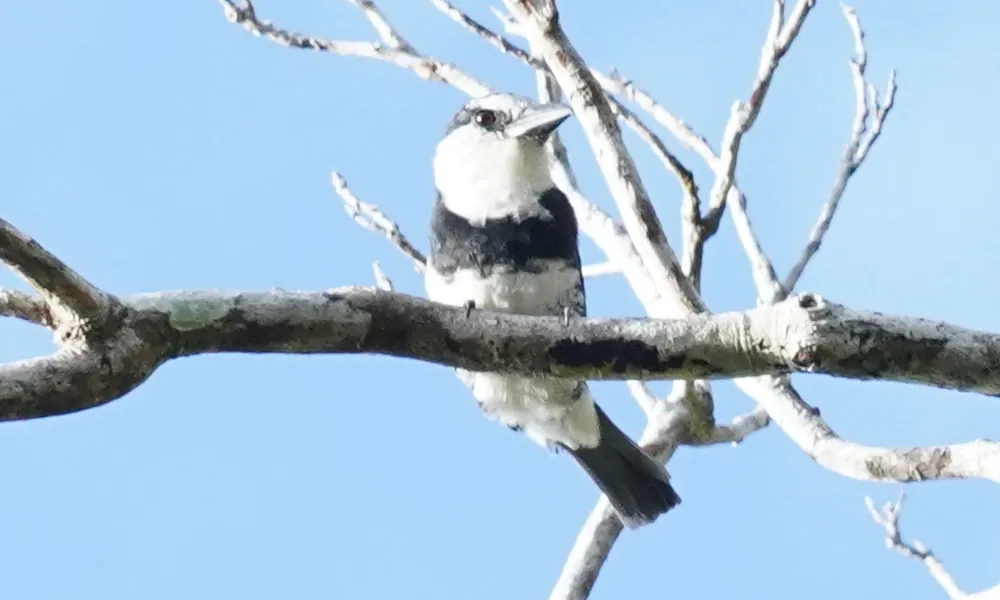 a belted kingfisher in tortuguero