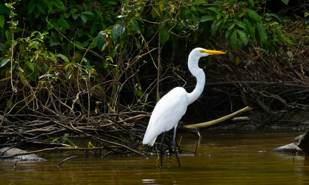 white egret hunting in la suerte river
