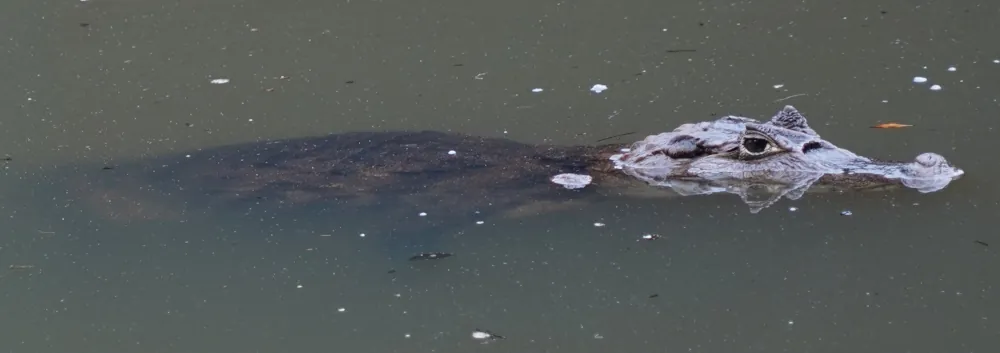 alligator swimming in mud waters in tortuguero