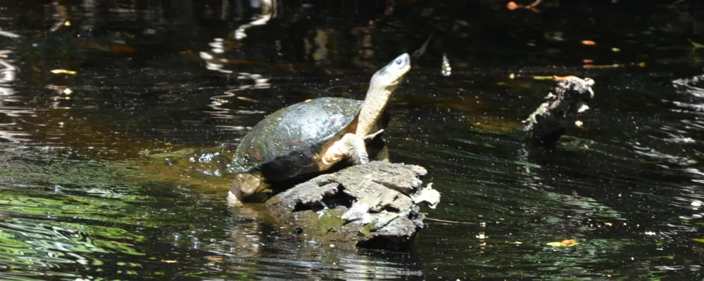 black river turtle sunbathing