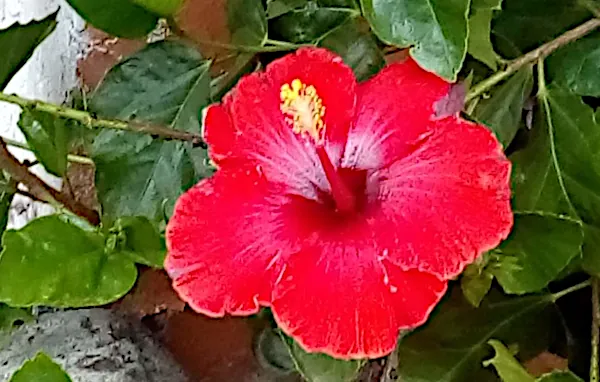 hibiscus rosa amapola flowers costa rica