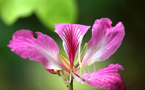 bauhiania purpurea flower