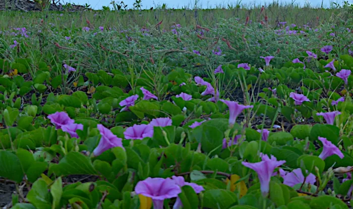 bejuco de mar Ipomoea pes-caprae flowers